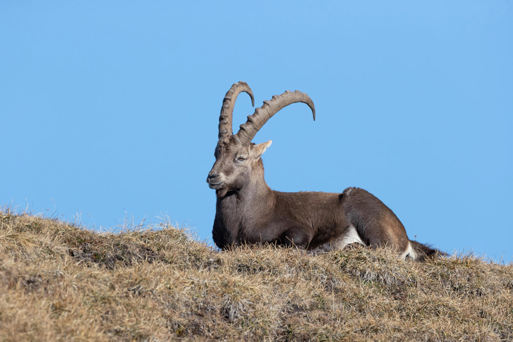 Steinbock