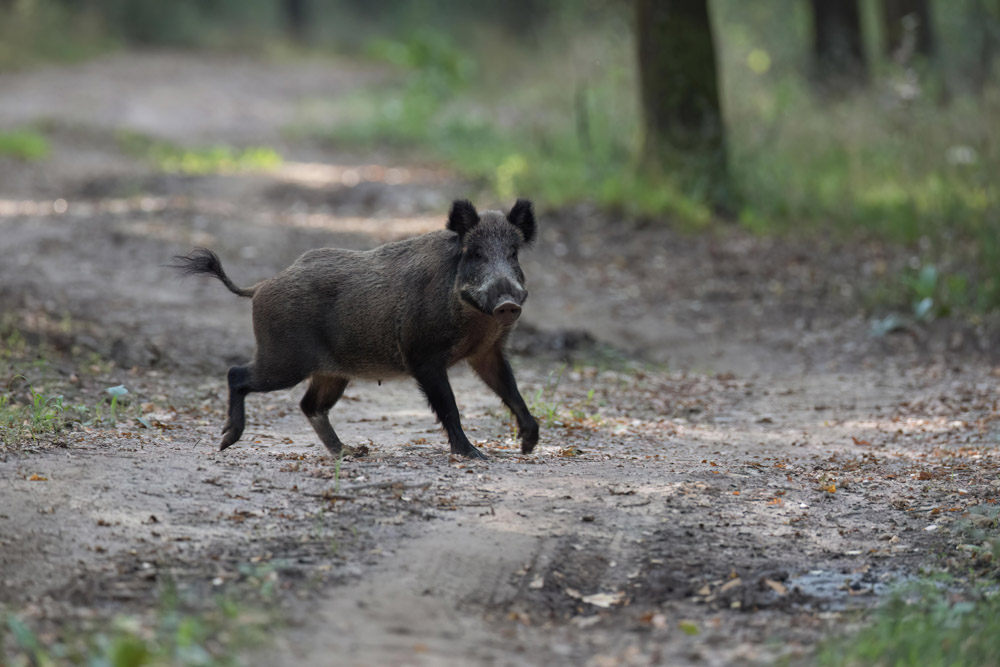Wildschwein