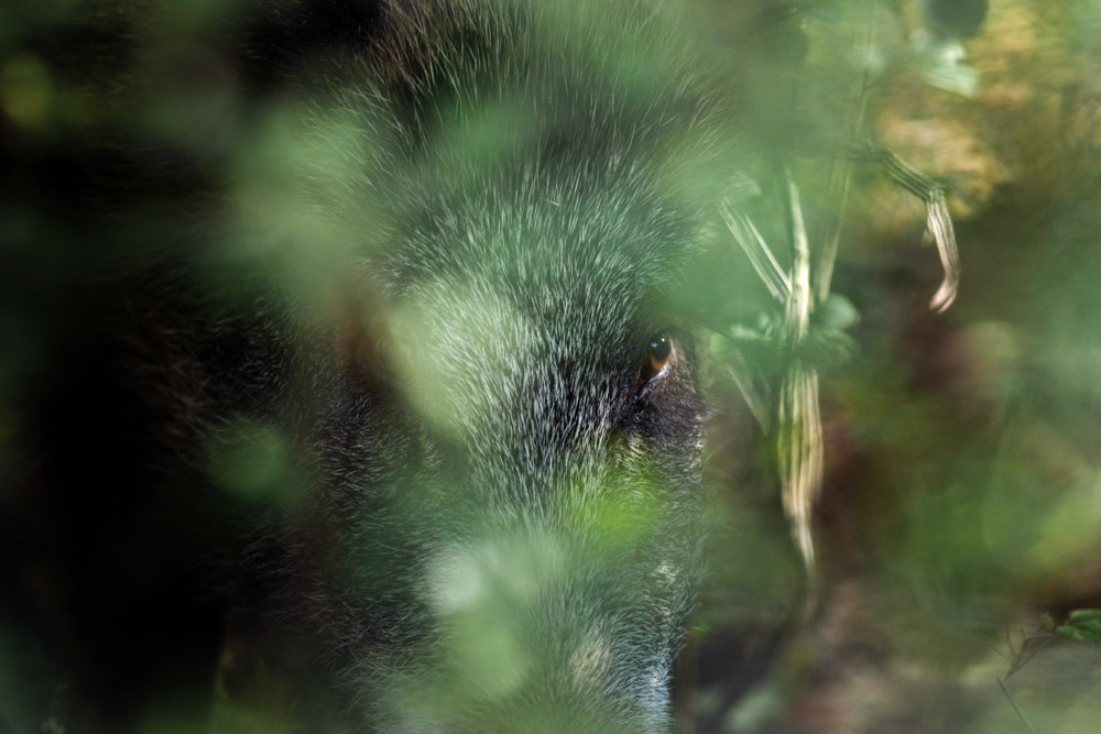Galerie Wildschwein