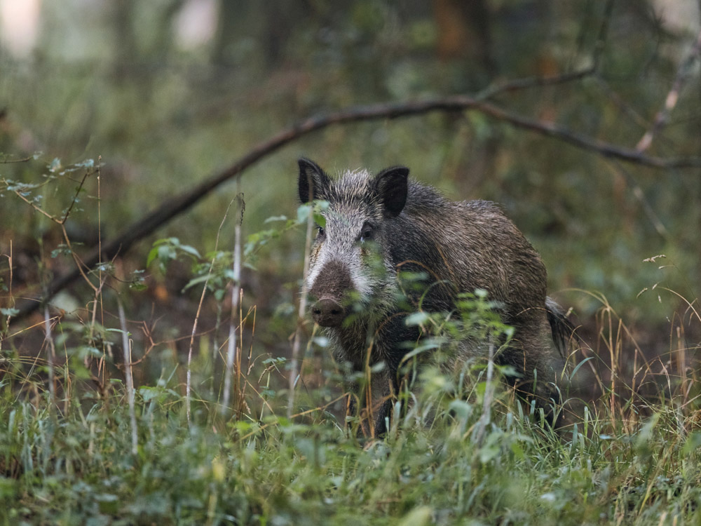 Galerie Wildschwein